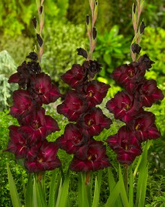 Gladiolus Black Surprise
